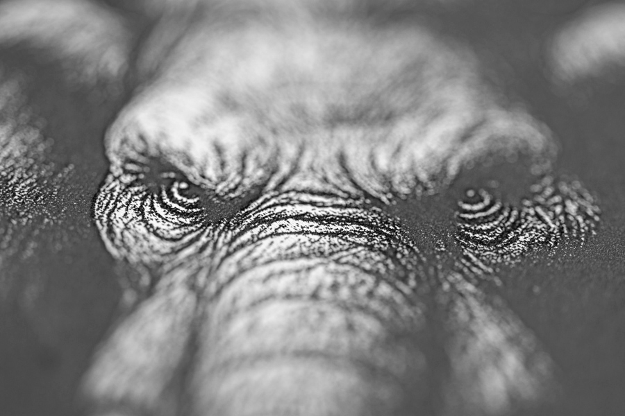 Gravierte Snusdose aus Aluminium mit Mammut Motiv, personalisierbar, hochwertige Lasergravur